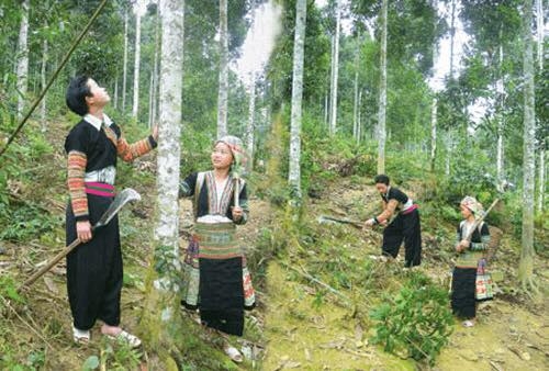 Développer l’économique forestière dans les zones montagneuses et peuplées d ethnies minoritaires